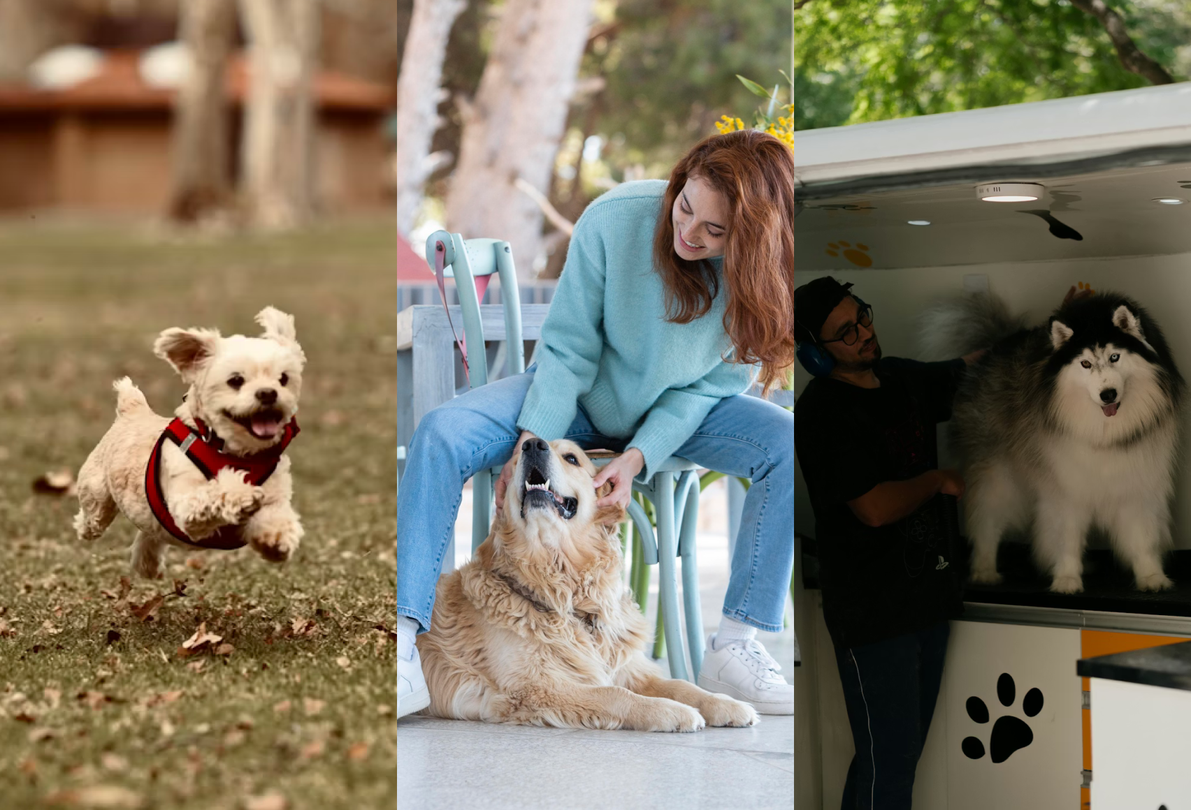 Daycare, Boarding & Mobile Grooming